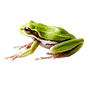 Tree Frog PNG gda PNG