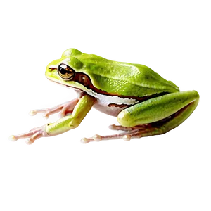 Tree Frog Png Gda PNG Image