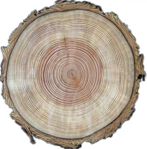 Tree Ring Cross Section Wood Texture PNG Image