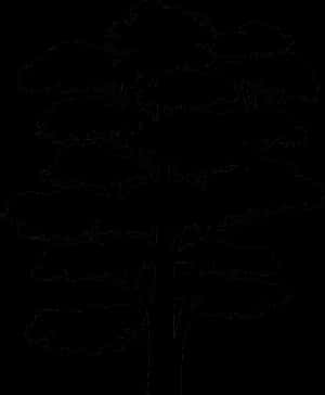 Emergent Tree Silhouette PNG