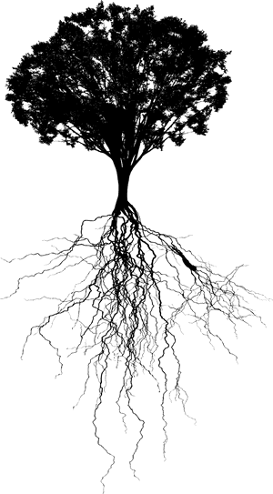 Tree And Roots Png - Tree With Roots Png, Transparent Png PNG image with transparent background