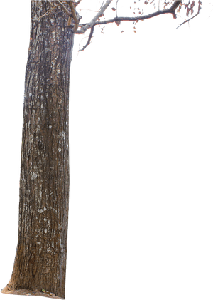 Tree Trunk Png Page - Picsart Big Tree Png, Transparent Png PNG image with transparent background