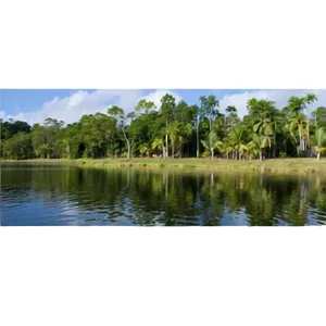 Treeline Along Riverbank Png Deg PNG Image