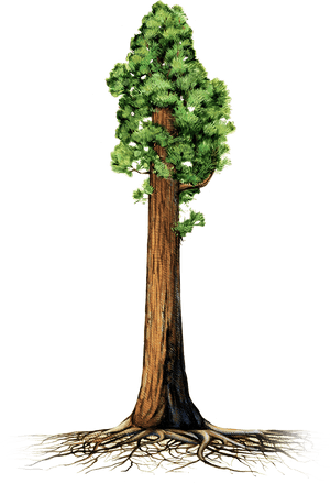 Trunk Sequoia National Park Coast Redwood Giant Sequoia - Sequoia Tree Clip Art, HD Png Download PNG image with transparent background