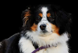 Tricolor Australian Shepherd Portrait PNG image with transparent background