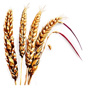 Trigo Wheat Field Png 50 PNG Image