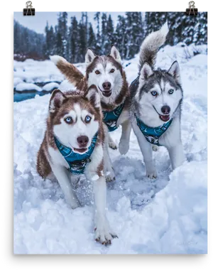 Trioof Huskiesin Snow PNG Image