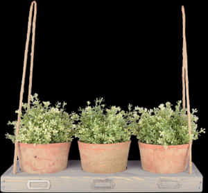 Hanging Shelf For 3 Pots - Półka Wisząca Na Kwiaty, HD Png Download PNG image with transparent background