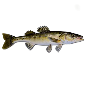 Trophy Walleye Catch Png Yhg86 PNG Image