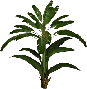 Tropical Banana Plant Isolated PNG Image