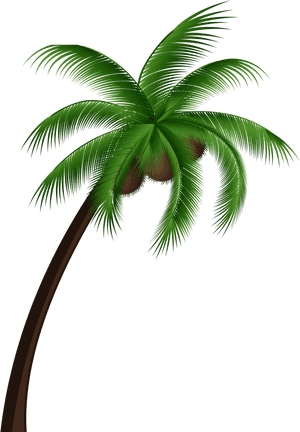 Coconut Palm Tree Png Clip Art - Coconut Oil For Dengue, Transparent Png PNG with transparent background