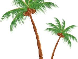 Transparent Coconut Tree Clipart - Clip Art Coconut Palm, HD Png Download PNG