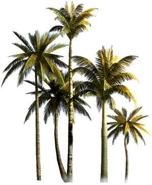 Tropical_ Coconut_ Palms_ Isolated PNG