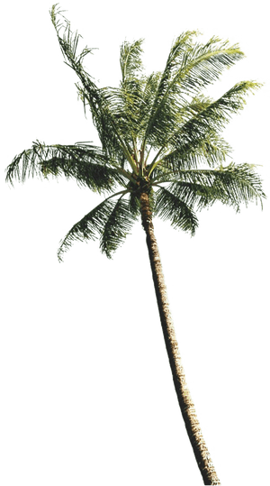 Tropical Coconut Tree Against Sky PNG