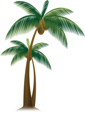Tropical Coconut Tree Illustration PNG