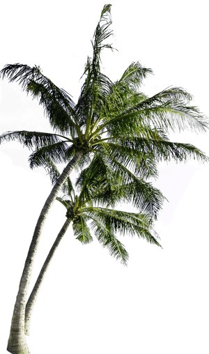 Tropical Coconut Tree Isolated PNG
