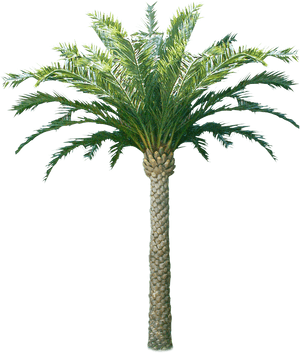 Tropical Coconut Tree Isolated PNG