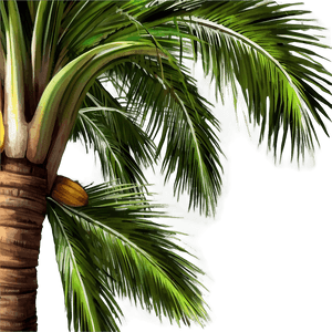 Tropical Coconut Tree PNG bri88 PNG