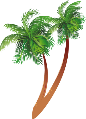 Tropical Coconut Trees Illustration PNG