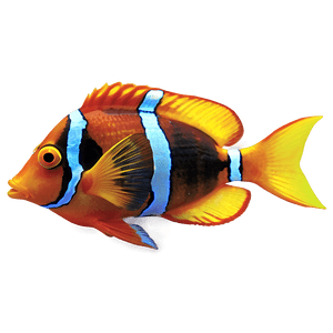 Tropical Fish PNG 05232024 PNG with transparent background