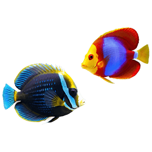 Tropical Fish PNG 64 PNG with transparent background