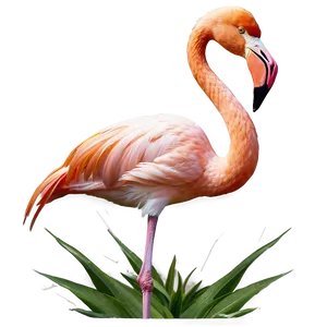 Tropical Flamingo D PNG Image