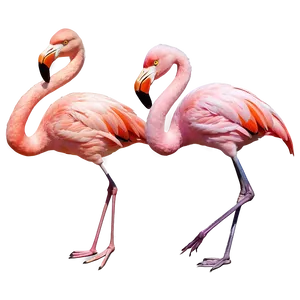 Tropical Flamingo Silhouette Png Ydq71 PNG Image