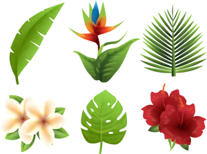 Tropical Flora Collection PNG Image