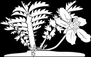 Tropical Flowerand Palm Silhouette PNG with transparent background