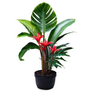 Tropical Garden Plants Png Noj PNG Image