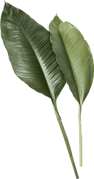 Transparent Banana Leaf Png - Real Tropical Leaves Png, Png Download PNG image with transparent background