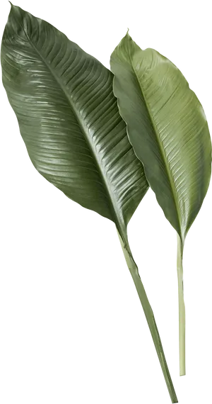 Tropical Green Leaves Texture PNG Image