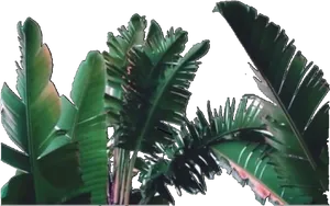 Tropical Greenery Against Black Background.jpg PNG Image