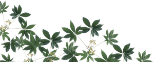Rainforest Png Image - Leaves In The Emergent Layer, Transparent Png PNG image with transparent background