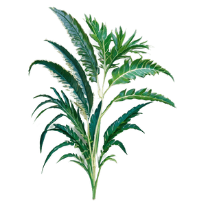 Tropical Herb PNG 57 PNG with transparent background