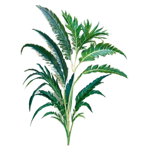 Tropical Herb Png 57 PNG Image