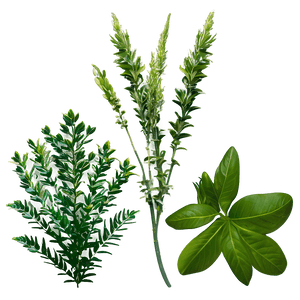 Tropical Herb PNG 79 PNG with transparent background