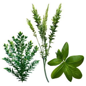 Tropical Herb Png 79 PNG Image