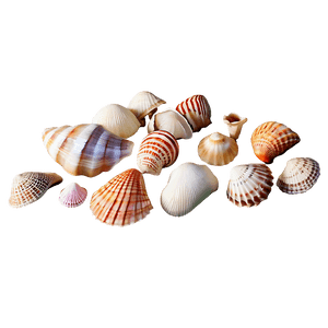 Tropical Island Seashells PNG 94 PNG