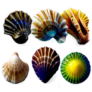 Tropical Island Seashells Png Ovw PNG Image