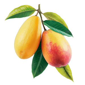 Tropical Mango PNG pdn PNG