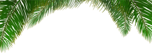 Clip Art Transparent Download Arecaceae Tree Euclidean - Palm Leaves Vector Png, Png Download PNG image with transparent background