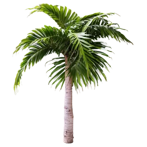 Tropical Palm Plants Png 2 PNG Image