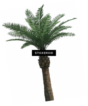 Tropical Palm Tree Artistic Background PNG Image