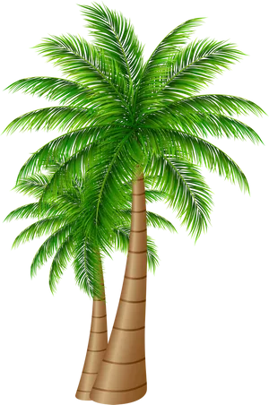 Tropical Palm Tree Graphic PNG Image