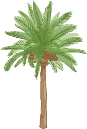 Tropical Palm Tree Illustration PNG image with transparent background