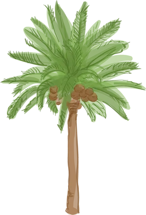 Tropical Palm Tree Illustration PNG Image