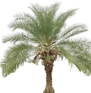 Tropical Palm Tree Isolated PNG image with transparent background