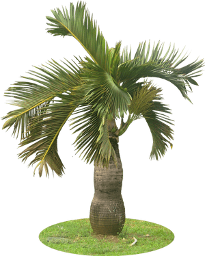 A Collection Of Tropical Plant Images With Transparent - Garden Palm Tree Png, Png Download PNG image with transparent background