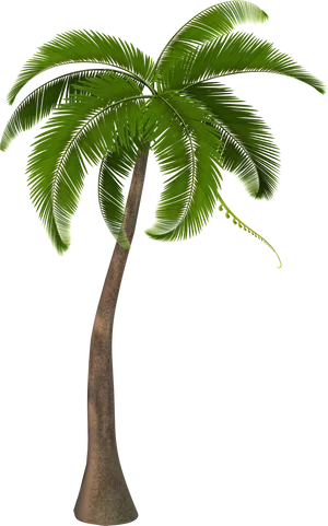 Tropical Palm Tree Isolated Black Background PNG Image